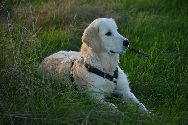 Top Strategies for Effectively Managing Shedding in Double-Coated Breeds Like Samoyeds