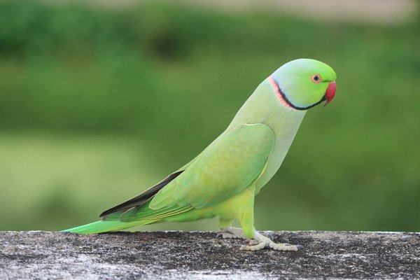 Essential Nutritional Requirements for a Pregnant Dachshund: Ensuring Healthy Puppies Through Proper Diet