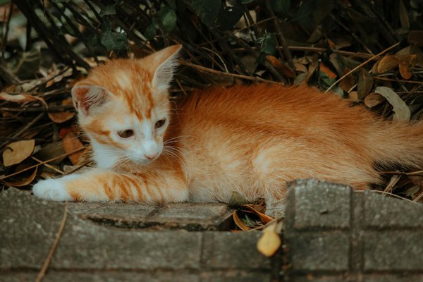Enhancing urban biodiversity: the transformative role of rooftop gardens in the uk