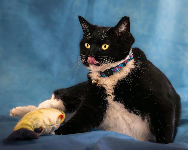 Essential Tips for Primping Your Long-Haired Chihuahua: Expert Grooming Practices Unveiled!